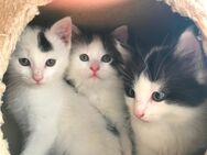 Katzenbabys abzugeben Kätzchen Katze Katzenbaby Kitten - Oberdischingen