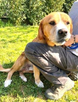 MARIO -Traumhund sucht passendes Zuhause - Kempen