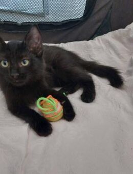 Bagheera - der kleine schwarze Panther - Kirchheim (München)