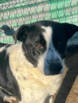 Bandit - freundlicher Schatz - Dreikirchen