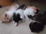 Britisch Langhaar, 4 Kitten vom 5./6.Mai, BLH-EKH, ( Kätzchen, Katzenbabys, Katzenkinder, BKH,... - Saarwellingen