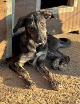 PAMINA ~ verteilt voller Freude Küßchen - Duisburg