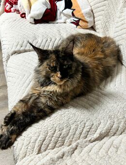 Maine Coon Kitten suchen ein neues Zuhause - Tornesch