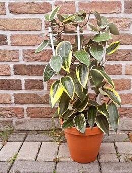 Hoya latifolia albomarginata *groß* Zimmerpflanze - Papenburg Zentrum