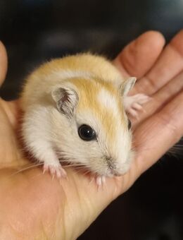 Wüstenrennmäuse Jungtiere - Münster