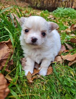 Reinrassige Langhaar-Chihuahua Welpen suchen ihr Fürimmer-Zuhause - Meinerzhagen