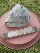 XL Muschel - 1440 Gramm in 80335