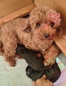 Toypudelwelpen in 85661