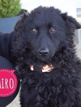 Kairo ein feinfühliges Mädchen - Flörsheim-Dalsheim