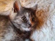 Maine Coon Mix - Neuss