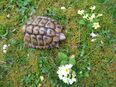 Griechisches Schildkrötenmännchen 57 Jahre alt in 79117