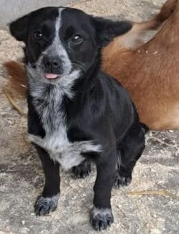 PUPPITA SUCHT IHRE MENSCHEN - Nörten-Hardenberg