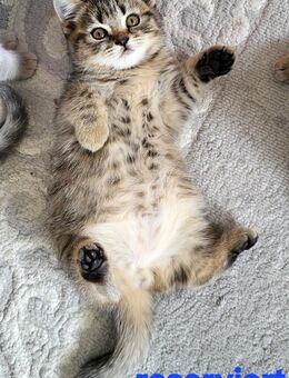 Super süße BKH Kitten - Koblenz
