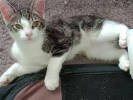 Kitten ab zu geben ,in ein zu 🏡 auf Lebzeit!;! - Duisburg