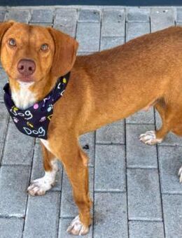 SYMPATHISCHER OSCAR - Mühlheim (Main)