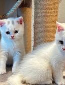 Rassereine BKH Kitten in 6214