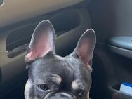 French bulldog - Essen