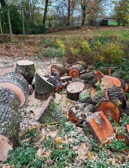 Baumfällung und Kronenschnitt - Barßel