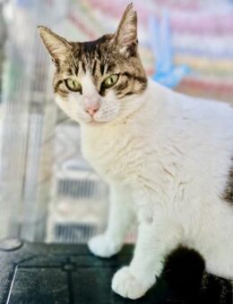 Menschenbezogene Katze Chloe - Karlsruhe