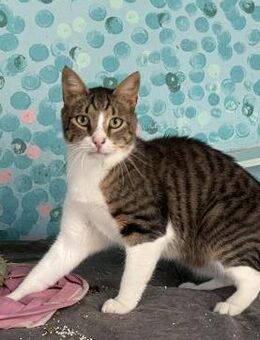FiV+ Kater Carlos aus dem Tierschutz - Grevenbroich