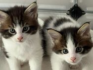 2 Maine Coon Kitten (Preis je Kater) - Hamburg Eimsbüttel