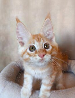 Maine Coon Kätzchen Reinrassige - München