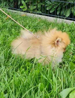 Pomeranian mit Ahnentafel - Straßkirchen