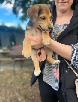 Schäferhund-Mischlings-Welpen - Müncheberg Hoppegarten