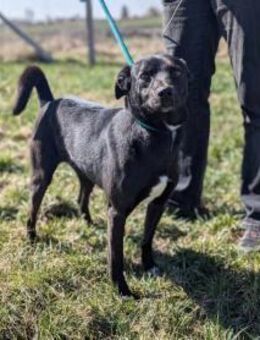 Morty sucht sein großes Glück - Nordwalde