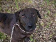 245500 - perfekter Familienhund werden - Overath