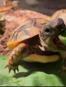 Kleine Landschildkröte NZ 25 - Bad Karlshafen