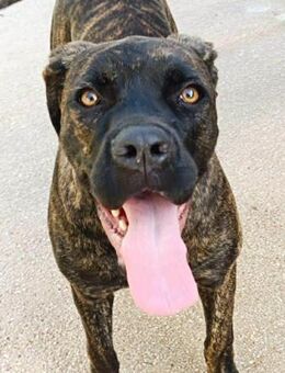 Vita wartet im Canile - Bad Vilbel