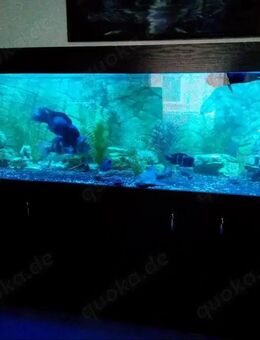 Aquarium 250x70x60 Frontsa Wels Fisch 1000 Liter - Worms Zentrum