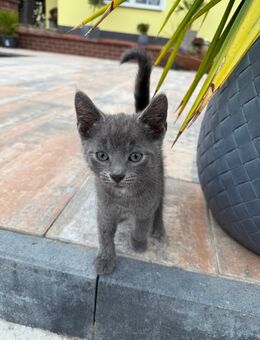 Kitten Russisch Blue Mix - Ingersleben