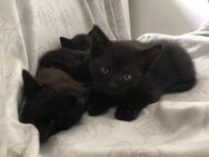 Katzen Babys - Gelsenkirchen Bismarck