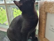 Babykatze, Jung, 3,5 Monat alt - Lippstadt