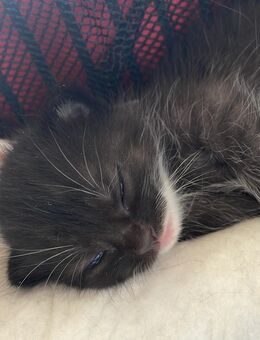 Kitten abzugeben ekh - Werneck