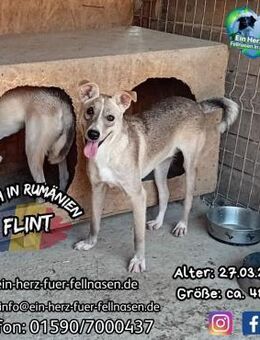 FLINT - bist Du die Lösung für mich? - Waakirchen