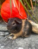 Meerschweinchen wunderschön & gesund in 54518