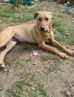 DaVinci - schön wie ein Gemälde - Berlin