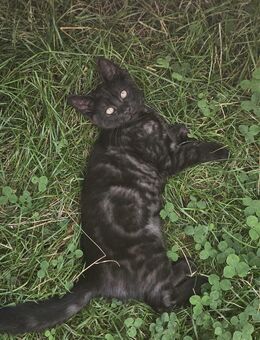 Schmusige Katzenbabys - Parsteinsee