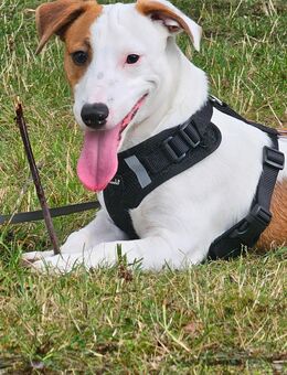 Jack Russell Terrier Rüde sucht Hündin zum Decken - Köln