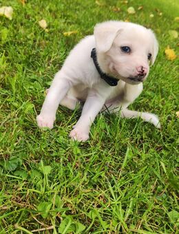 Bordercollie-Labrador Mischling Welpen - Walderbach