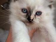 Traumhafte Kitten 💕 Ragdoll x Persermix – 3 noch abzugeben - Berlin Charlottenburg-Wilmersdorf