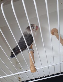 Pfirsichköpfchen Mauve Euwing - Luckenwalde