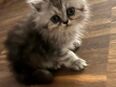 Perserkitten abgabebereit 12 Wochen alt in 74072