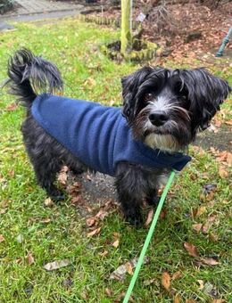 Bisguit 5-jähriger Havaneser - Kassel