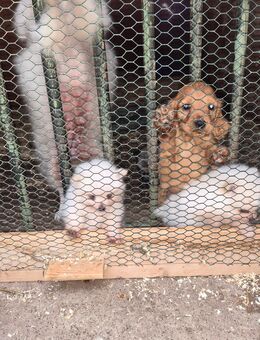 Schneebälle zuverkaufen (zwergspitze) - Kretzschau