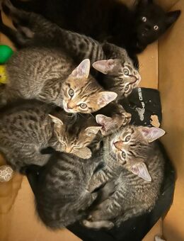 Kitten Kätzchen - Ronnenberg Zentrum