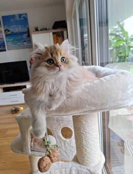 BLH 5 Monate alt abzugeben - Edingen-Neckarhausen